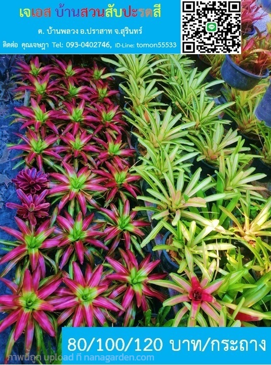 สับปะรดสี Neoregelia สีสวยสดงดงามมาก ๆ  | เจเอสบ้านสวนสับปะรดสี - ปราสาท สุรินทร์