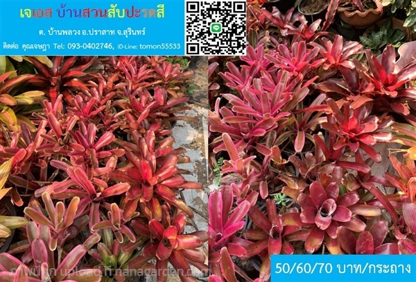 สับปะรดสี Neoregelia Donger ทนแดด100% สีสดชมพู่สวย | เจเอสบ้านสวนสับปะรดสี - ปราสาท สุรินทร์