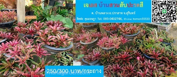 สับปะรดสี Neoregelia Donger ทนแดด100% กระถางใหญ่ | เจเอสบ้านสวนสับปะรดสี - ปราสาท สุรินทร์