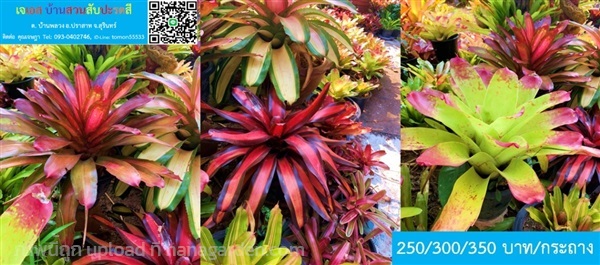 สับปะรดสี BROMELIAD NEOREGELIA หลากหลายสีให้เลือก | เจเอสบ้านสวนสับปะรดสี - ปราสาท สุรินทร์