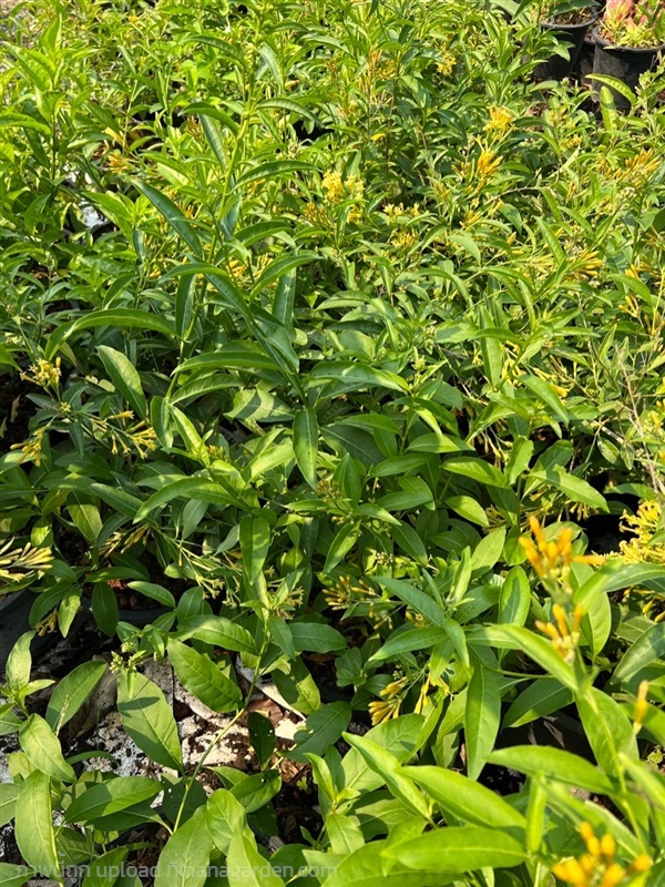 ราตรีสีทอง Yellow jasmine | Alungkarn - เมืองราชบุรี ราชบุรี