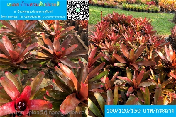 สับปะรดสี BROMELIAD NEOREGELIA สวยใหญ่ ฟอร์มสด | เจเอสบ้านสวนสับปะรดสี - ปราสาท สุรินทร์