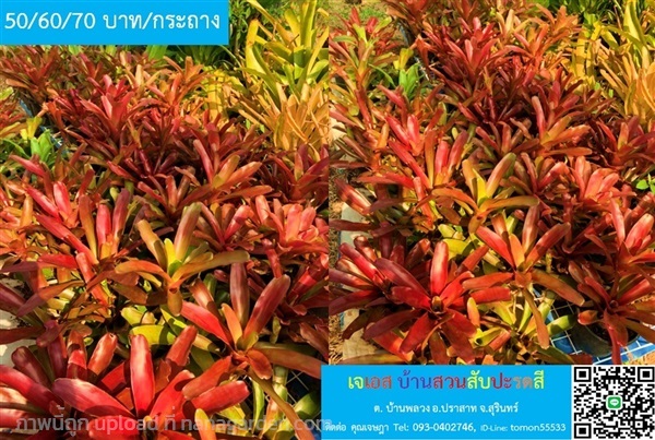 สับปะรดสี NEOREGELIA Fire Ball แดงสดใส | เจเอสบ้านสวนสับปะรดสี - ปราสาท สุรินทร์