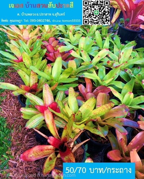 สับปะรดสี Neoregelia ต้นเล็กสวยแต่งมุมแสงหน้าต่าง | เจเอสบ้านสวนสับปะรดสี - ปราสาท สุรินทร์