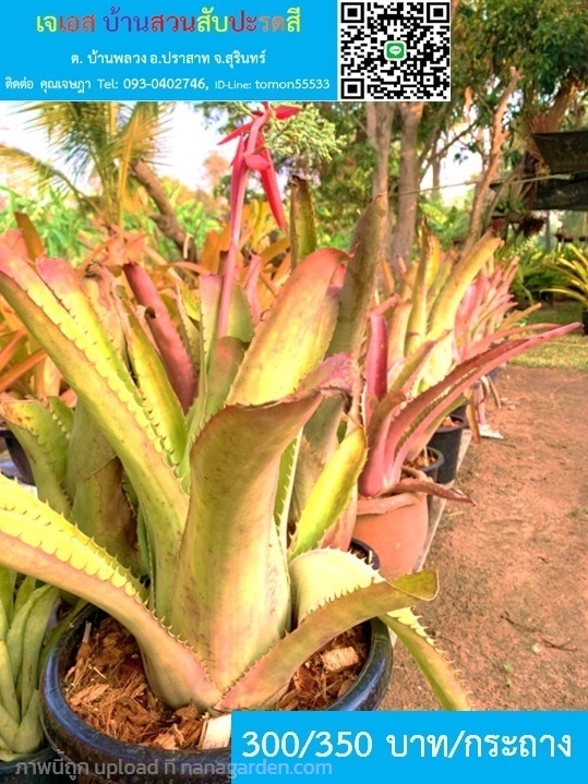 สับปะรดสี Aechmea Bracteata จระเข้สวยใหญ่ เทห์ | เจเอสบ้านสวนสับปะรดสี - ปราสาท สุรินทร์