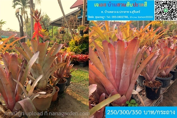 สับปะรดสี AECHMEA CALLICHROMA ยกกระถาง | เจเอสบ้านสวนสับปะรดสี - ปราสาท สุรินทร์