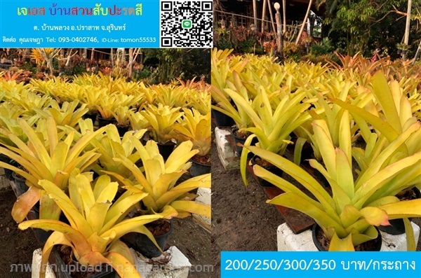 สับปะรดสี AECHMEA BLANCHETIANA Yellow สวยอร่าม | เจเอสบ้านสวนสับปะรดสี - ปราสาท สุรินทร์