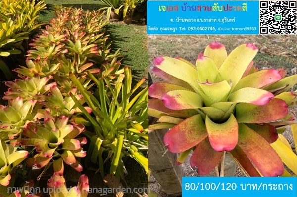 สับปะรดสี นีโอซันคิง Bromeliad Neoregelia Sunking  | เจเอสบ้านสวนสับปะรดสี - ปราสาท สุรินทร์