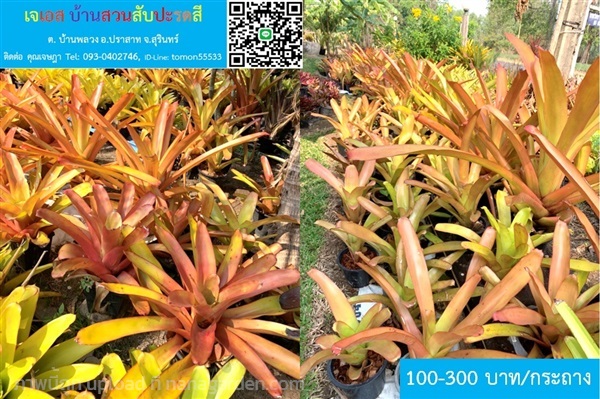 สับปะรดสีAechmea Blanchetiana 'Red Raspberry ใหญ่ | เจเอสบ้านสวนสับปะรดสี - ปราสาท สุรินทร์