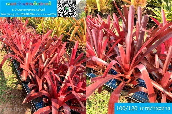 สับปะรดสี Aechmea 'Oregon' แดงสดใส | เจเอสบ้านสวนสับปะรดสี - ปราสาท สุรินทร์