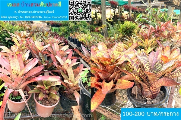 สับปะรดสี Neoregelia Tiger | เจเอสบ้านสวนสับปะรดสี - ปราสาท สุรินทร์