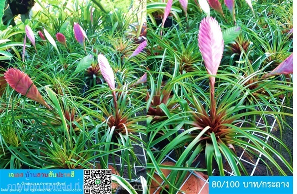 สับปะรดสี ทิลแลนเซีย ไซยาเนีย (Tillandsia Cyanea) | เจเอสบ้านสวนสับปะรดสี - ปราสาท สุรินทร์