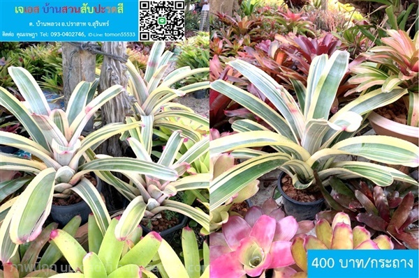 สับปะรดสี Aechmea harveys Pride | เจเอสบ้านสวนสับปะรดสี - ปราสาท สุรินทร์