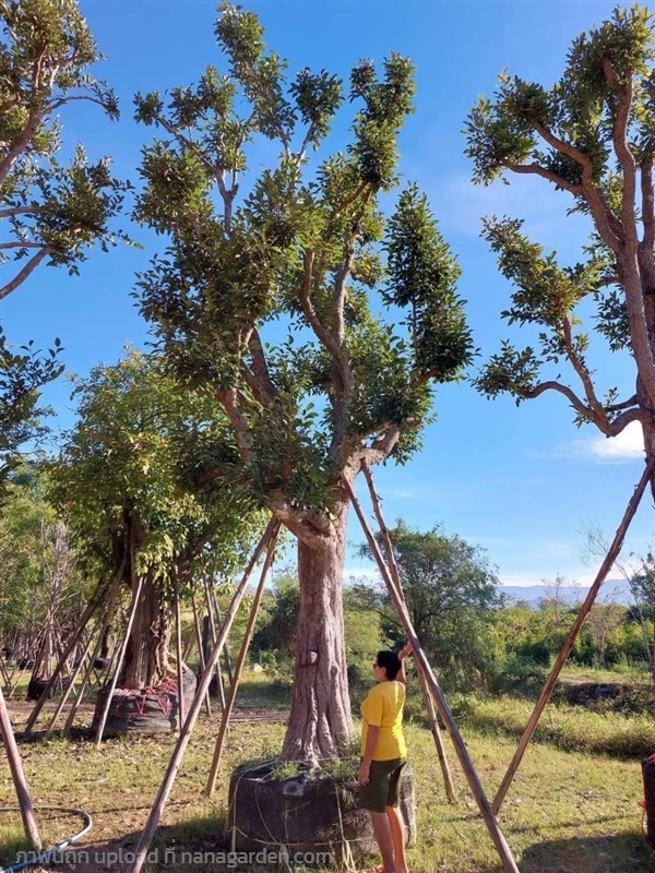 ต้นพูนทรัพย์,กระบก | สวนตั้มเครนพันธ์ไม้ - แก่งคอย สระบุรี