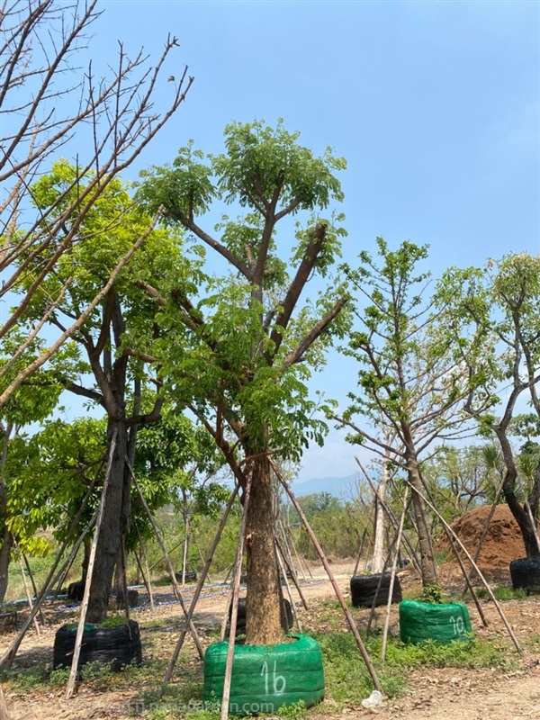 จามจุรี | สวนต้นอ้อ พันธุ์ไม้ - แก่งคอย สระบุรี