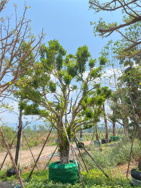 หว้าน้ำโขง | สวนต้นอ้อ พันธุ์ไม้ - แก่งคอย สระบุรี