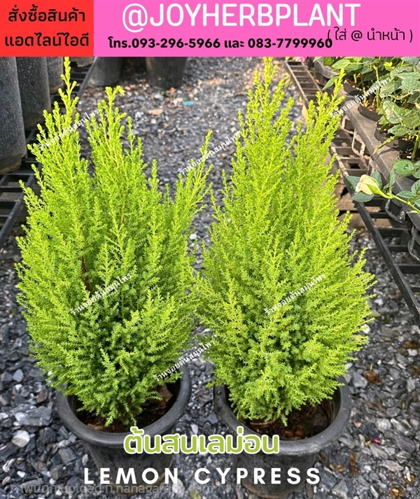 สนเลม่อน Lemon cypress สนกลิ่นมะนาว ขายปลีก-ขายส่ง | ร้านจอยต้นสมุนไพร - หนองแขม กรุงเทพมหานคร