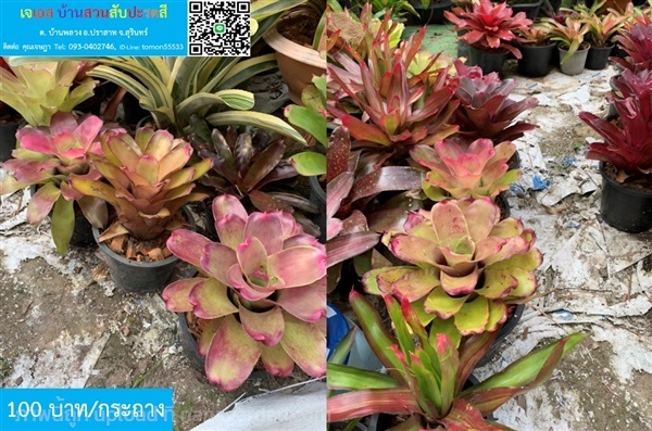 สับปะรดสี Neoregelia cruenta | เจเอสบ้านสวนสับปะรดสี - ปราสาท สุรินทร์