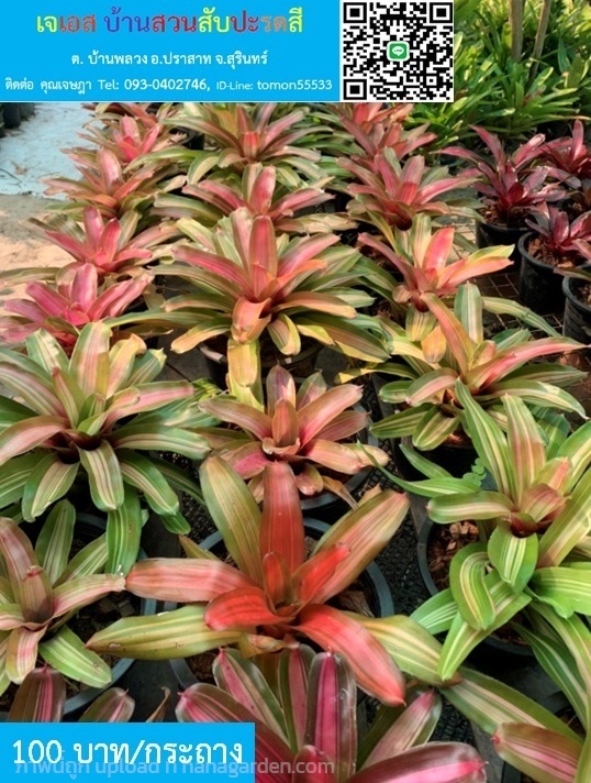 สับปะรดสี Neoregelia Orange Crush ส้มสวย | เจเอสบ้านสวนสับปะรดสี - ปราสาท สุรินทร์