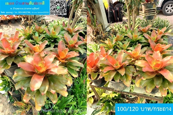 สับปะรดสี Neoregelia Orange Glow ส้มงดงาม | เจเอสบ้านสวนสับปะรดสี - ปราสาท สุรินทร์