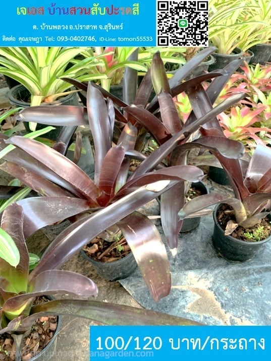 สับปะรดสี Vriesea Sanguinolenta ใหญ่ทรงสวย | เจเอสบ้านสวนสับปะรดสี - ปราสาท สุรินทร์