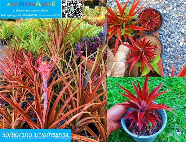 สับปะรดสี Red Pine Apple มีผล น่ารัก สวย | เจเอสบ้านสวนสับปะรดสี - ปราสาท สุรินทร์