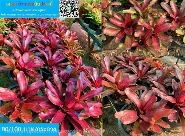 สับปะรดสีแดงโซเอ้ ใบสวย  อิ่มเอิบ | เจเอสบ้านสวนสับปะรดสี - ปราสาท สุรินทร์