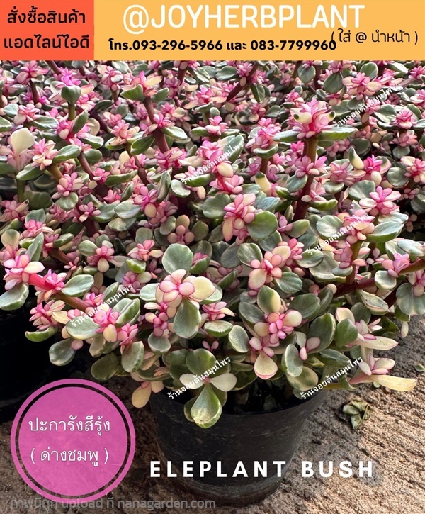 ปะการังสายรุ้ง ( ด่างชมพู ) elephant bush ขายปลีก-ขายส่ง  | ร้านจอยต้นสมุนไพร - หนองแขม กรุงเทพมหานคร