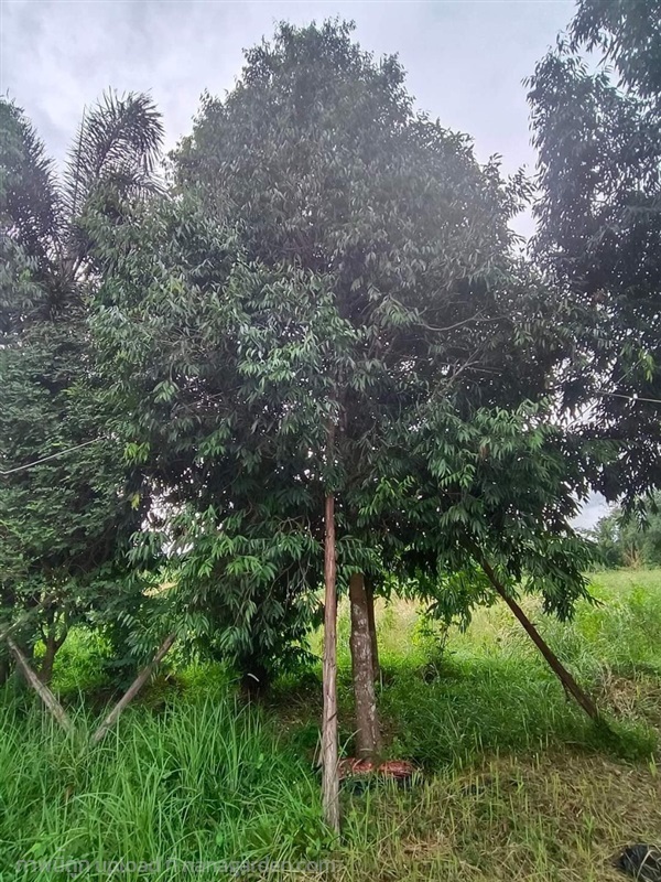 ต้นบุญนาค | นรินทร์พันธุ์ไม้ - เมืองปราจีนบุรี ปราจีนบุรี