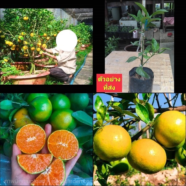 (2ต้น) ต้นส้มเขียวหวานเบตง | Shopping by lewat - เมืองมหาสารคาม มหาสารคาม