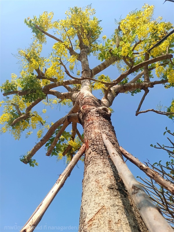 คูณเหลืองหรือราชพฤกษ์ | สวนไอริณพันธุ์ไม้ - สามชุก สุพรรณบุรี