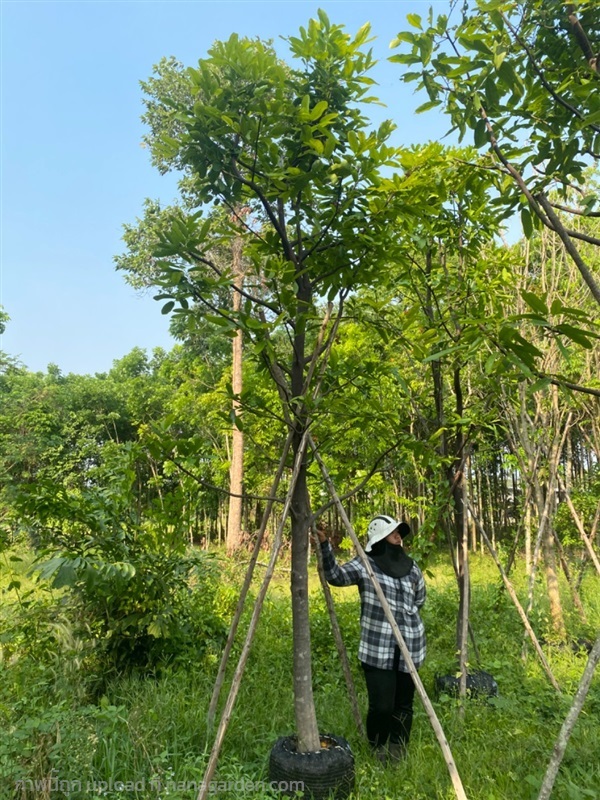 ต้นมะพลับ ขนาด 4 นิ้ว | สวนตั้มเครนพันธ์ไม้ - แก่งคอย สระบุรี