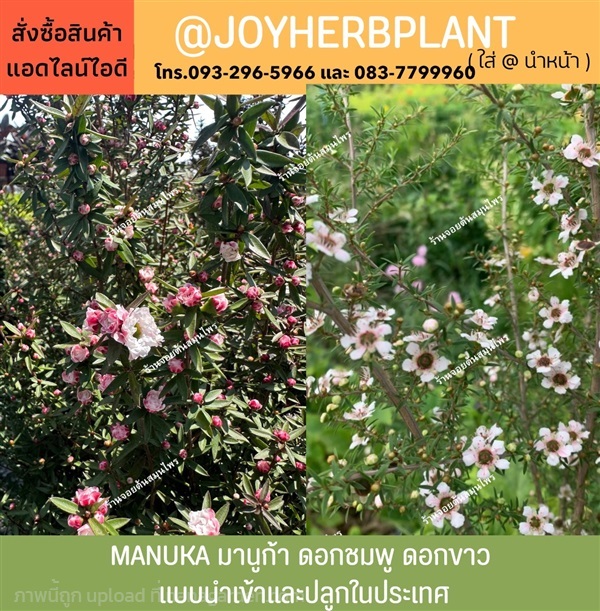 ต้นมานูก้า ( manuka / tea tree) ทุกขนาด  ขายปลีก-ขายส่ง | ร้านจอยต้นสมุนไพร - หนองแขม กรุงเทพมหานคร