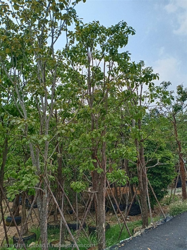 ต้นกระโดน | สวนสุวนันท์ ไม้ล้อม  -  สระบุรี