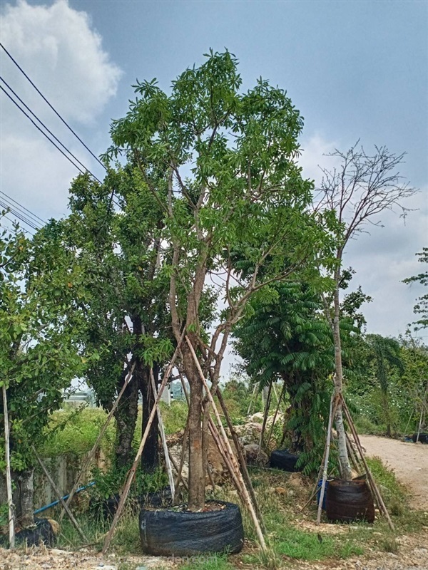 จิกน้ำ | สวนสุวนันท์ ไม้ล้อม  -  สระบุรี