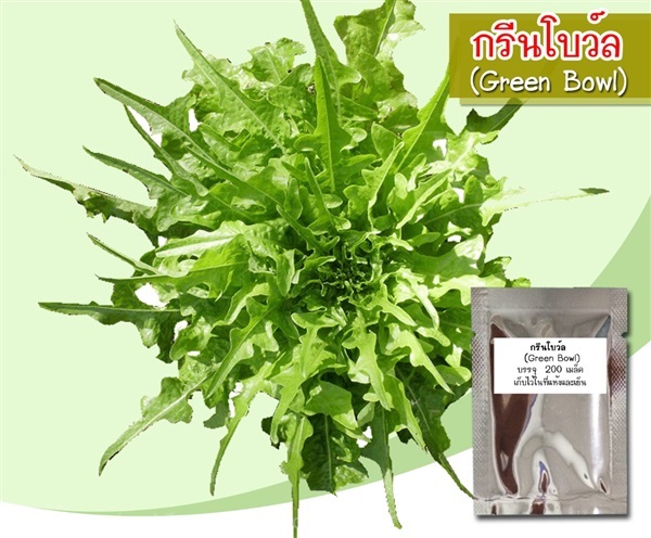 เมล็ดพันธุ์กรีนโบลว์ (Green Bowl) | seedsuccess (ซีดซักเซส) - เขื่องใน อุบลราชธานี