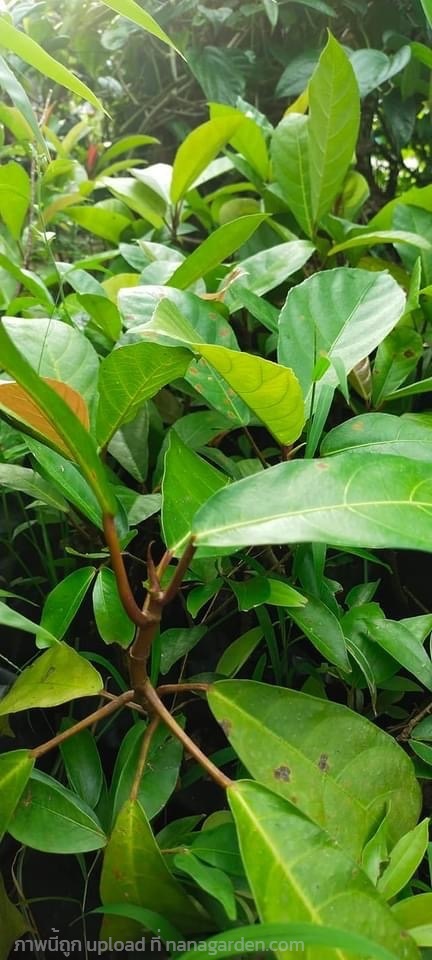 มะดื่อ ต้นมะเดื่อฉิ่ง มะเดื่อชุมพร | สวนเกษตร - ปากเกร็ด นนทบุรี