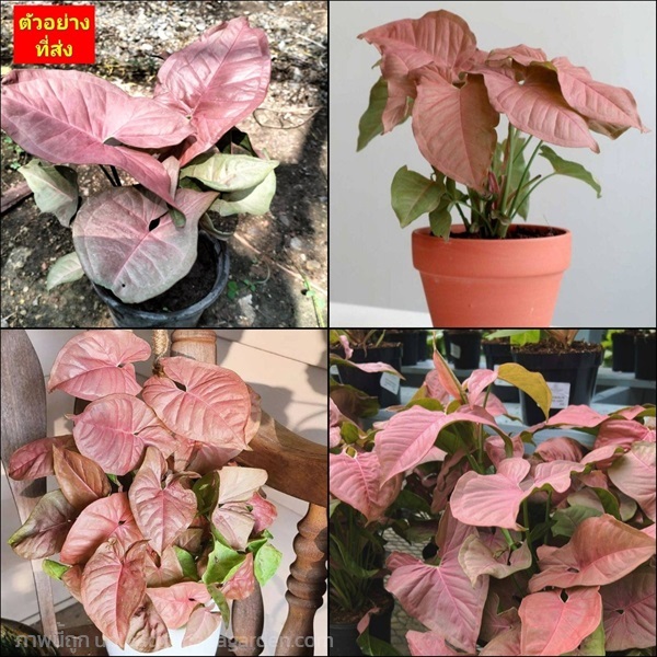 (1ต้น) ต้นออมชมพู PINK SYNGONIUM / hap | Shopping by lewat - เมืองมหาสารคาม มหาสารคาม