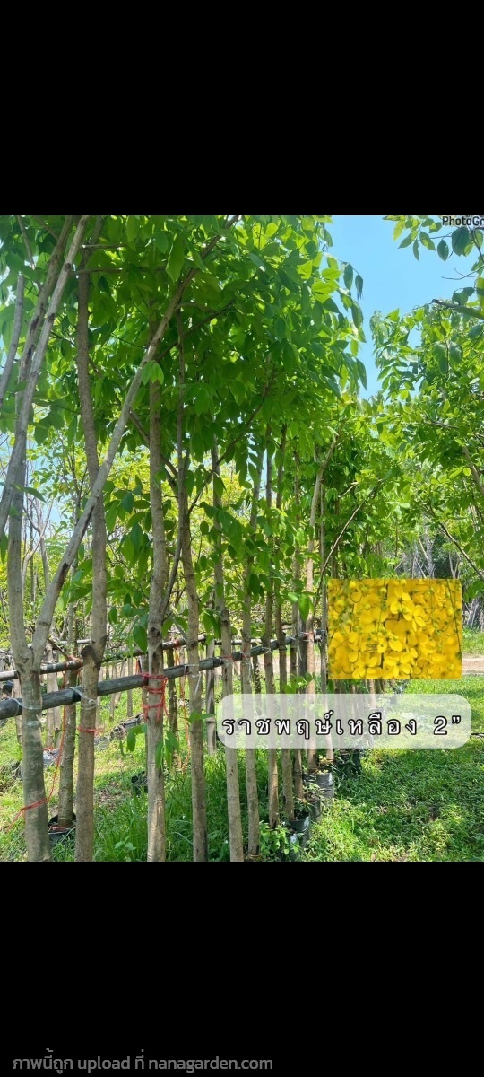 ต้นราชพฤกษ์ | พิชญา ว่าน- สมุนไพร - คลองสามวา กรุงเทพมหานคร