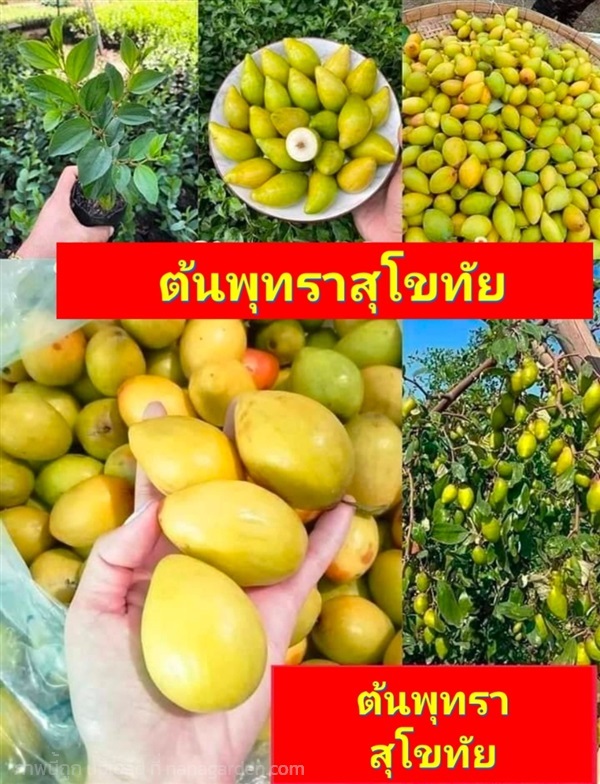 (3ต้น) ต้นพุทราสุโขทัย ก้นแหลม | Shopping by lewat - เมืองมหาสารคาม มหาสารคาม