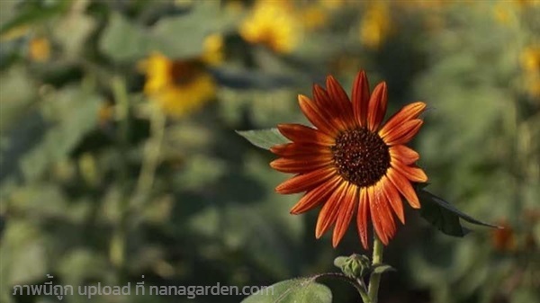 เมล็ดทานตะวัน เรดซัน สีแดง ทานตะวันสีแดง Red Sun  | เจซีฟาร์ม - เวียงชัย เชียงราย