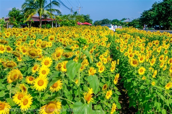 เมล็ดทานตะวันชมดอก ซองละ 29บาท  25 เมล็ด | เจซีฟาร์ม - เวียงชัย เชียงราย