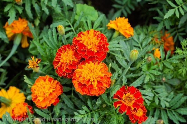 เมล็ด ดอกดาวเรืองฝรั่งเศส  French Marigold   | เจซีฟาร์ม - เวียงชัย เชียงราย