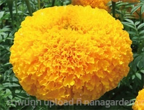 เมล็ด ดาวเรืองสีส้ม Orange Marigold 40-50เมล็ด  | เจซีฟาร์ม - เวียงชัย เชียงราย