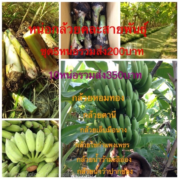 พันธุ์กล้วยตานี กล้วยตานี ส่งทั่วไทย | สมพงศ์ฟาร์ม - เมืองตรัง ตรัง