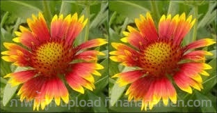 เมล็ด เดือนฉาย เกลาเดีย เกลลาเดียร์ Blanket Flower | เจซีฟาร์ม - เวียงชัย เชียงราย