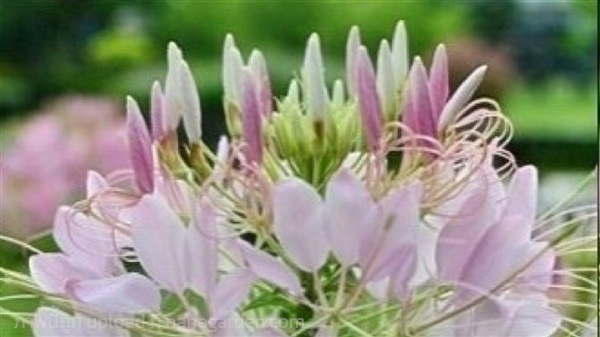 เมล็ดดอก เสี้ยนฝรั่ง (Cleome) คละสี  45 เมล็ด | เจซีฟาร์ม - เวียงชัย เชียงราย