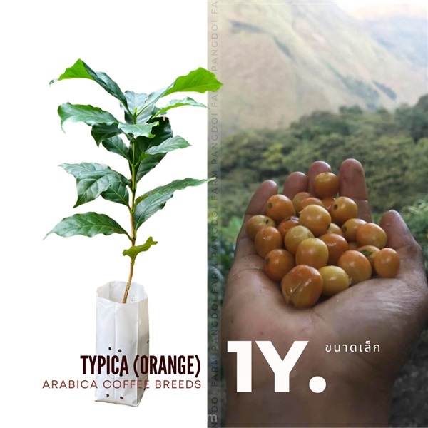 ต้นกาแฟอาราบิก้า-ทิปิก้า (ผลสีส้ม) ต้นใหญ่พร้อมปลูก | ปางดอยฟาร์ม - เมืองแม่ฮ่องสอน แม่ฮ่องสอน