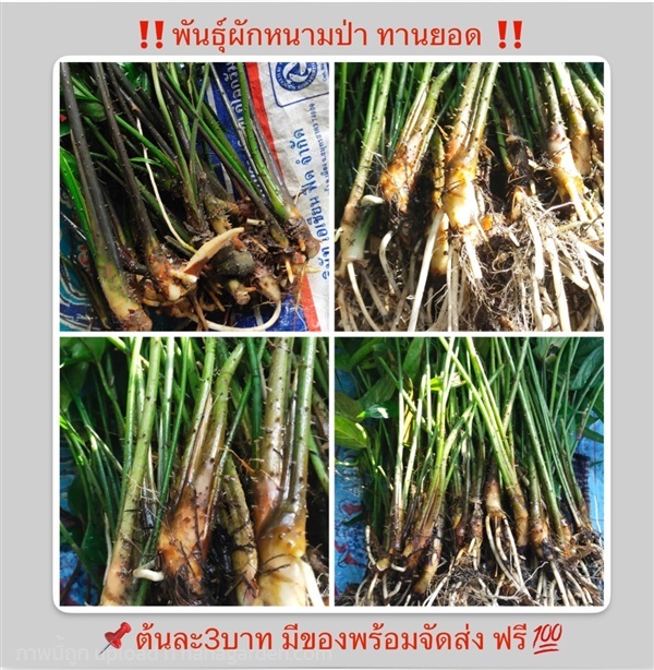 ต้นผักหนาม | วรรณพันธุ์ไม้ - เมืองตรัง ตรัง