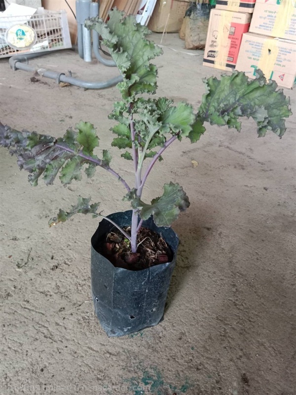 ต้นพันธุ์ผักเคลสีม่วง (Scarlet Kale)   | เจซีฟาร์ม - เวียงชัย เชียงราย